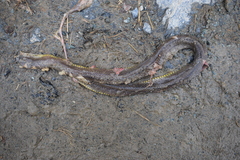 Atractus
