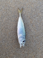 Trachurus trachurus