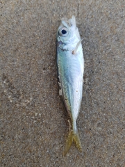 Trachurus trachurus