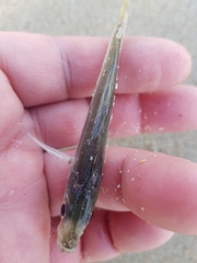 Trachurus trachurus