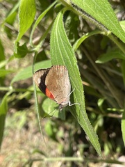 Diaethria pandama