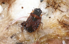 Ochterus