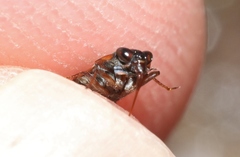 Ochterus