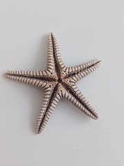 Astropecten
