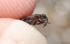 Ochterus