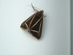 Chalciope delta