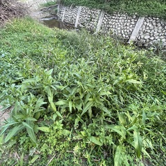 Rumex japonicus