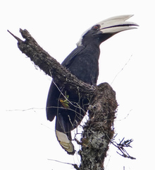 Anthracoceros malayanus