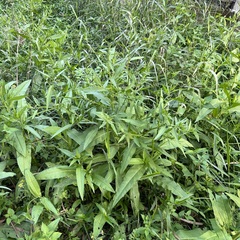 Rumex japonicus