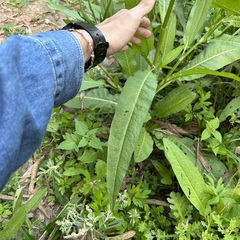 Rumex japonicus