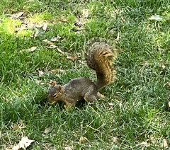Sciurus niger
