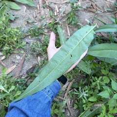 Rumex japonicus