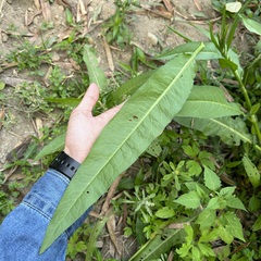 Rumex japonicus