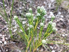 Phylica pinea