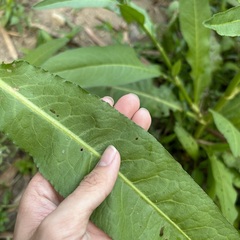 Rumex japonicus