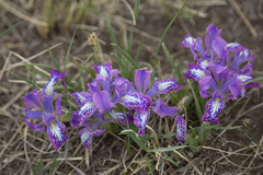 Iris ivanovae