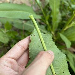 Rumex japonicus