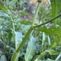 Rumex japonicus
