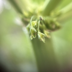 Rumex japonicus