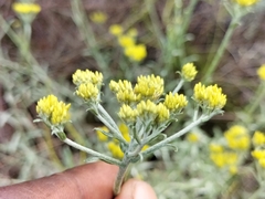 Helichrysum cymosum