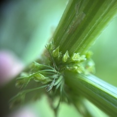 Rumex japonicus