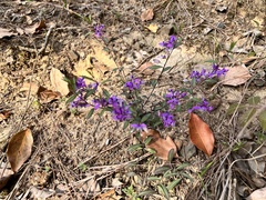 Polygala japonica