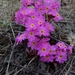 Primula rosea - Photo (c) Bijoy Venugopal, algunos derechos reservados (CC BY-NC), uploaded by Bijoy Venugopal