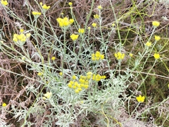 Helichrysum cymosum