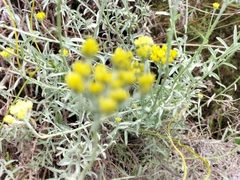 Helichrysum cymosum