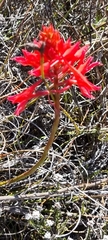 Disa ferruginea