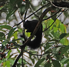 Callosciurus prevostii pluto