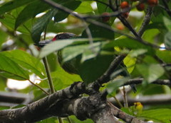Psilopogon chrysopogon chrysopsis