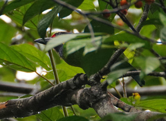 Psilopogon chrysopogon chrysopsis