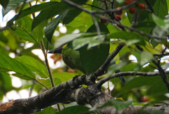 Psilopogon chrysopogon chrysopsis