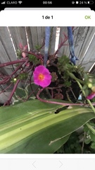 Portulaca grandiflora