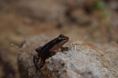 Leucostethus fraterdanieli