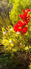 Leucadendron xanthoconus