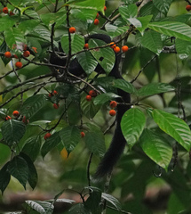 Callosciurus prevostii pluto