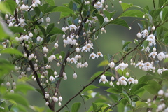 Styrax japonicus