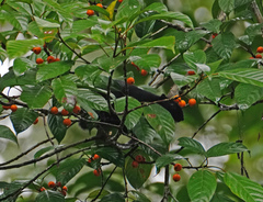 Callosciurus prevostii pluto