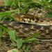 Madagascar Cat Snakes - Photo (c) Frank Vassen, some rights reserved (CC BY)