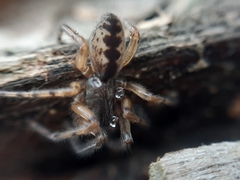 Segestria senoculata