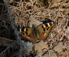 Aglais caschmirensis