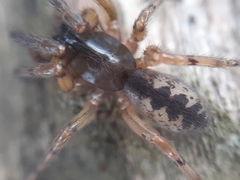 Segestria senoculata