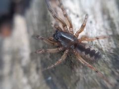 Segestria senoculata