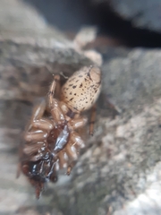 Segestria senoculata