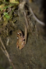 Pristimantis boulengeri