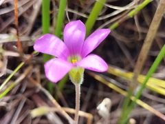Oxalis truncatula
