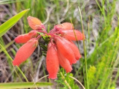 Erica cerinthoides cerinthoides