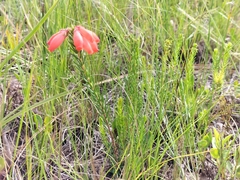 Erica cerinthoides cerinthoides